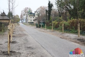 U Jezerskoj ulici zasađene nove sadnice klena i jasena