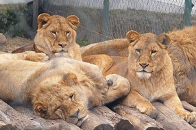 Zoo-vrt slavi 60. rođendan