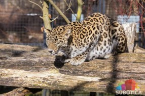 Ženku persijskog leoparda usmrtio mužjak, piton progutao majmuna