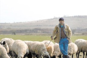 Problemi sa čobanskom najezdom