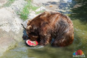 I životinjama u zoo-vrtu treba osveženje