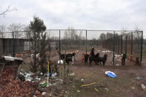 U privatnom prihvatilištu pedesetak pasa držano u izuzetno lošim uslovima