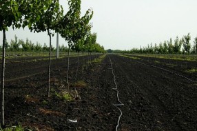 Obnova kanala za navodnjavanje i u Subotici