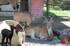 Novi stanovnici Zoo vrta