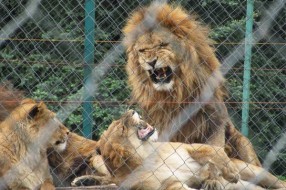 Do 04. februara ulaz u ZOO vrt besplatan