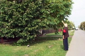 Žice upletene u krošnju od drveća