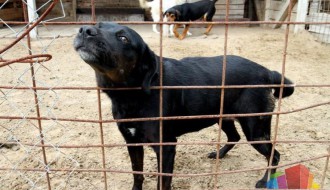 Da li je Azilu mesto u Ganjo šoru?