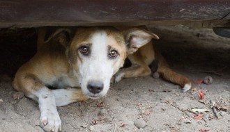 Otvoreno pismo gradonačelniku Subotice na temu rešavanje problema napuštenih pasa