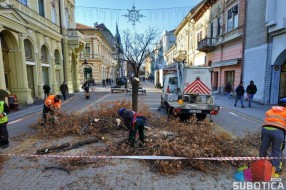 Počela seča lipa na Korzou, biće zamenjene novom vrstom