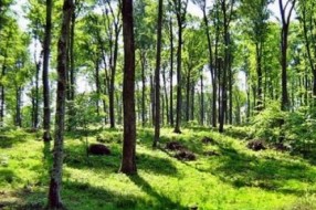 Projekat za podizanje vetrozaštitnih pojaseva