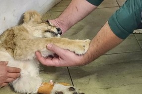 Lavica Kiki nije uspela da se oporavi, sinoć je uginula