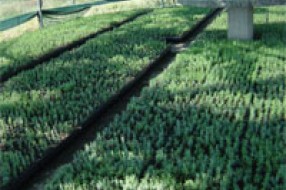 Rasprodaja sadnica u Rasadniku