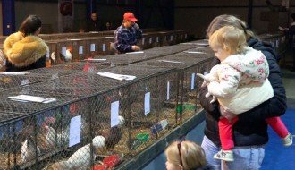 Izložba sitnih životinja od petka do nedelje