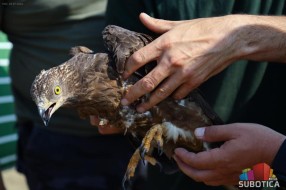 Oko 20 ptica iz Prihvatilišta Zoo-vrta Palić vraćeno u prirodu