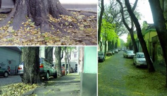 Pronađeno rešenje za stabla u Ulici Age Mamužića