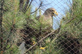 Ptice iz Prihvatilišta Zoo-vrta na Paliću prstenovane i puštene na slobodu