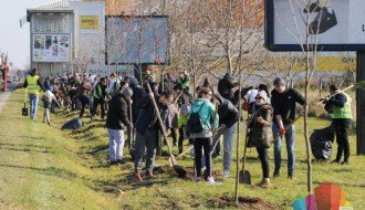 Sadnja drvoreda se nastavlja sutra na Beogradskom putu