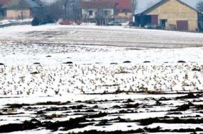 Sve se zna sem kad će biti novca