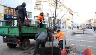 Počelo sađenje novih sedmogodišnjih lipa na Korzou