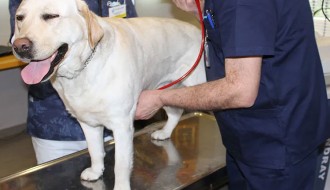 Raspoloživo još 30 termina za besplatnu sterilizaciju pasa