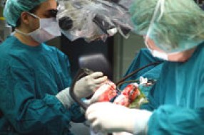 Ilegalna transplatacija organa