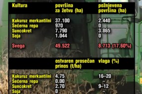 Kiša usporila berbu kukuruza i suncokreta