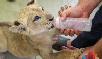 Zaplenjeni lavić u Zoološkom vrtu na Paliću