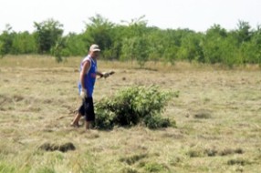 Posečeno drveće u Horgošu