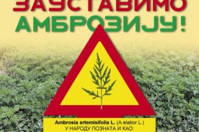 "Teras": Ambrozija ugrožava zdravlje Subotičana