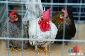 Modnom revijom kućnih ljubimaca OŠ "Kizur Ištvan" obeležila Dan škole