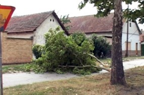 Olujni vetar rušio grane