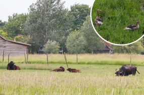 Podolska goveda, bivoli i koze vraćaju degradirana staništa u probitno stanje