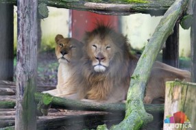 Zoološki vrt tokom prošle godine zabeležio više od 168 hiljada poseta