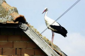 Rode letele tri meseca da bi stigle na Palić