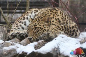 Zima u zoo-vrtu: kako životinje provode zimske dane?