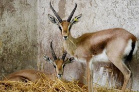 Gazela pobegla iz ZOO vrta pa zaplivala u Palićkom jezeru