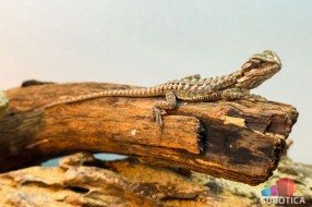 Egzotični ljubimci sve popularniji u Subotici: od gekona do tarantula