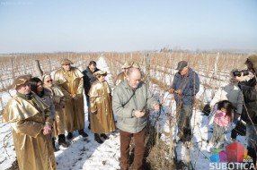 Orezivanje vinove loze u Hajdukovu