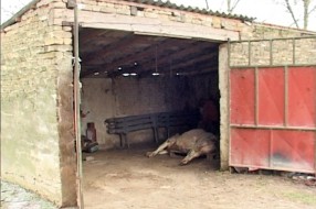 Problem sa odnošenjem leševa životinja eskalira
