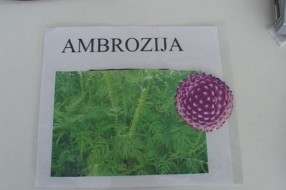 Ove nedelje niže koncentracije polena