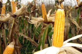 Interventni otkup kukuruza