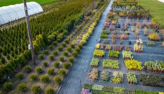 Rasadnik "Park Palić" nudi bogat program ukrasnog bilja za uređenje bašte