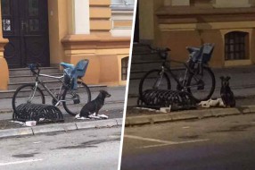 Subotički "Hačiko" našao gazdu