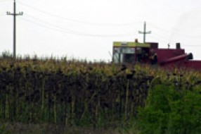 Krađa na crveno slovo: požnjeli crkvi suncokret