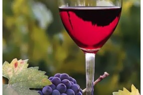Dan mladog vina na Paliću