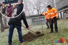 Crveni javor za malog Noela