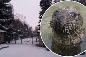 Foke ponovo u Zoološkom vrtu
