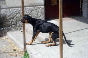 Nebriga o kućnim ljubimcima