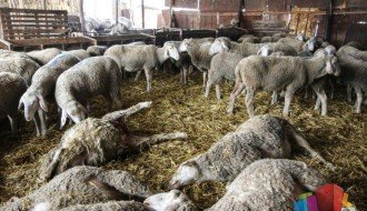 Lovački pas poklao stado ovaca na salašu u Mikićevu