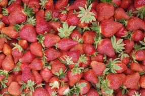Jagode dobro rodile – padaće i cena